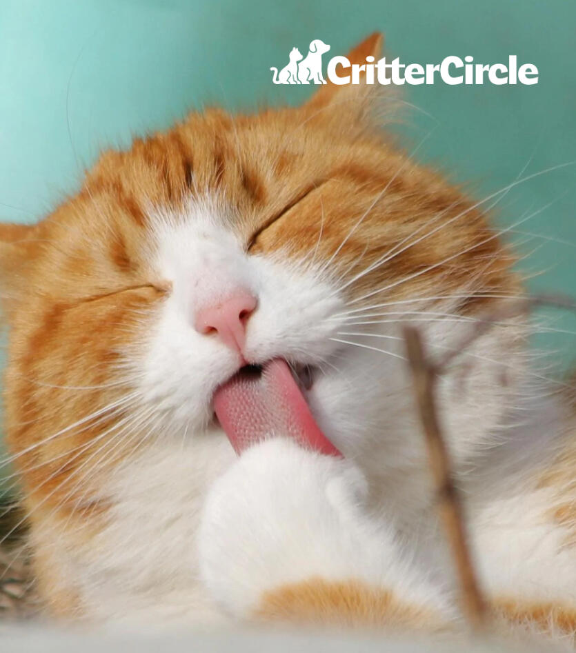 Cat Licking Paw Cat Licking Paw